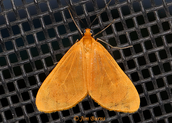 Orange Beggar Moth--1543